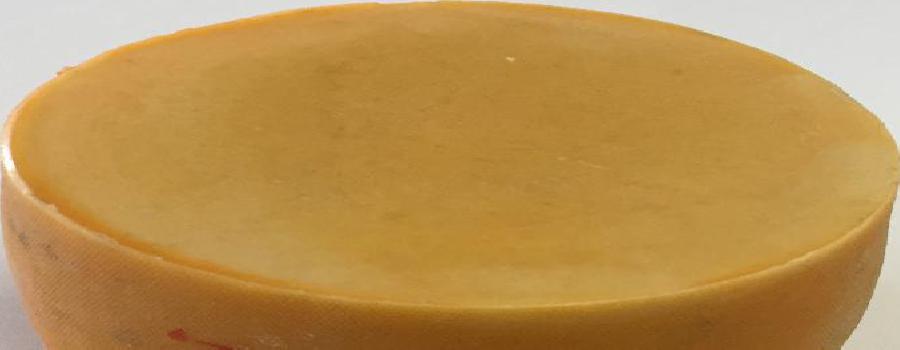Cheese Zhukin