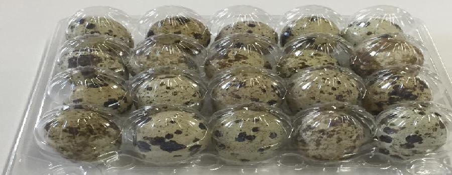 Quail Eggs